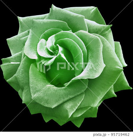 Green rose flower  on black  isolated background with clipping path. Closeup. For design. Nature. 95719462