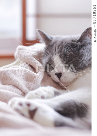 猫 寝顔が可愛いハチワレ猫 ねこ 縦 猫 寝顔が可愛いハチワレ猫 ねこ 縦 95719561