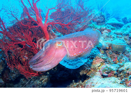 コブシメ イカ 沖縄の海 水中写真 コブシメ イカ 沖縄の海 水中写真 95719601