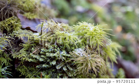 【コケ】テラリウムの中ようなフウロソウとオオウロコゴケに霜か雪?/コウヤノマンネングサ科 【コケ】テラリウムの中ようなフウロソウとオオウロコゴケに霜か雪?/コウヤノマンネングサ科 95720111