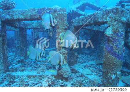 アカククリ　魚　沖縄の海　水中写真 95720590