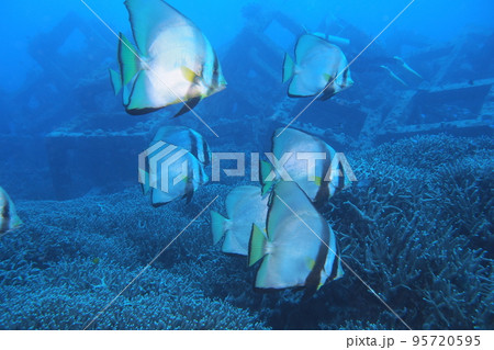 アカククリ 魚 沖縄の海 水中写真 アカククリ 魚 沖縄の海 水中写真 95720595