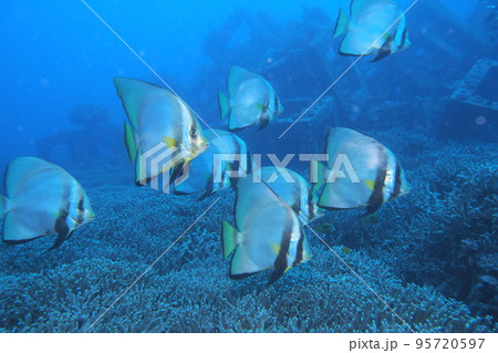 アカククリ 魚 沖縄の海 水中写真 アカククリ 魚 沖縄の海 水中写真 95720597