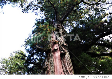 塩原八幡宮の逆さ杉 95721462