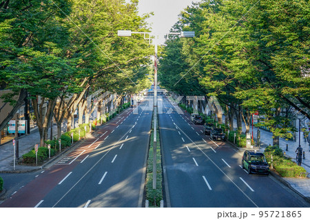 原宿表参道 秋のケヤキ並木(東京都渋谷区) 原宿表参道 秋のケヤキ並木(東京都渋谷区) 95721865