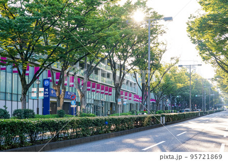 原宿表参道　秋のケヤキ並木（東京都渋谷区） 95721869