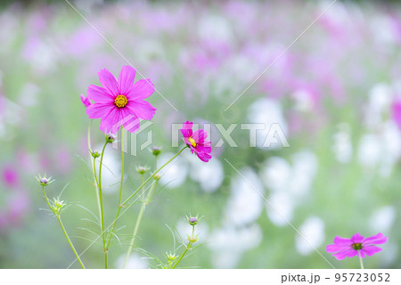 コスモス　秋イメージ 95723052