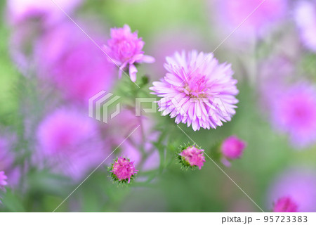 孔雀アスター 孔雀アスター 95723383