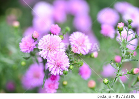 孔雀アスター 孔雀アスター 95723386