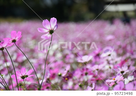 青空に映える満開のコスモス(愛知牧場) 青空に映える満開のコスモス(愛知牧場) 95723498