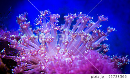 The best view under sea The best view under sea 95723566