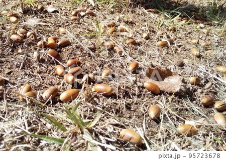 枯草の上に広がるどんぐり 95723678