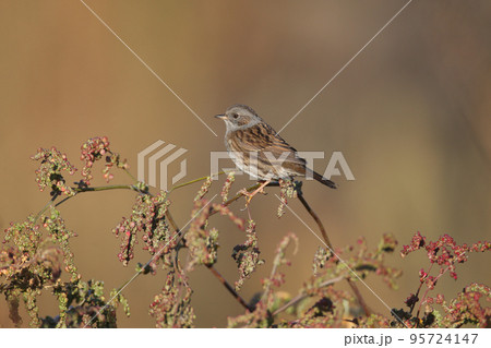 The dunnock (Prunella modularis) The dunnock (Prunella modularis) 95724147