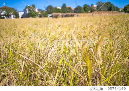収穫間近の稲穂 収穫間近の稲穂 95724149