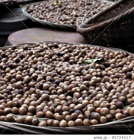 どんぐり 乾燥 林産物 95724217