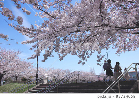 満開の桜の下で入学式を迎えて新一年生が記念写真、真新しいランドセルが背中で弾んでる 95724658