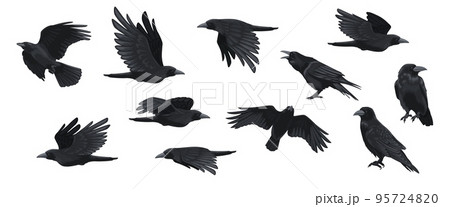 Raven set. Black crow silhouettes, blackbird different poses flying wild animal character icons for logo tattoo design. Vector isolated collection 95724820
