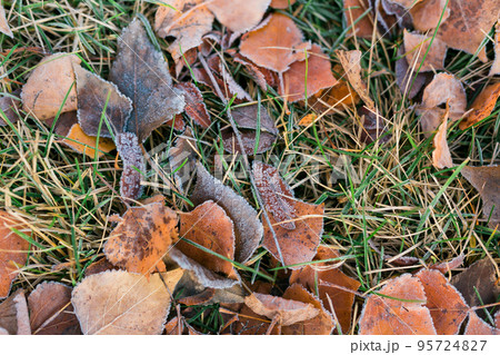 Frost on fallen leaves in late autumn or early winter, frost on grass at first frost - cold season concept Frost on fallen leaves in late autumn or early winter, frost on grass at first frost - cold season concept 95724827