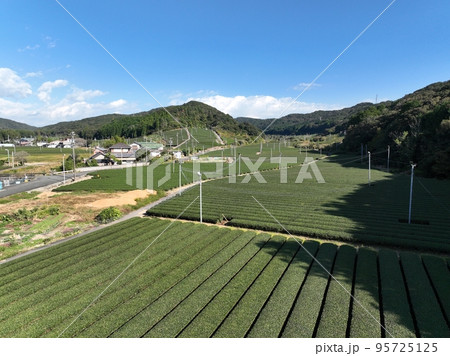 静岡県袋井市の茶畑を空撮した景色：秋 95725125