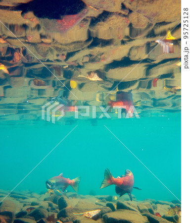 秋の屈斜路湖ヒメマスの水中撮影 秋の屈斜路湖ヒメマスの水中撮影 95725128