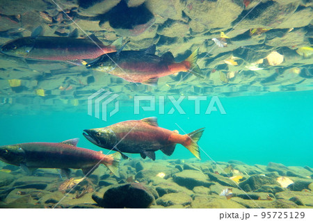 秋の屈斜路湖ヒメマスの水中撮影 秋の屈斜路湖ヒメマスの水中撮影 95725129