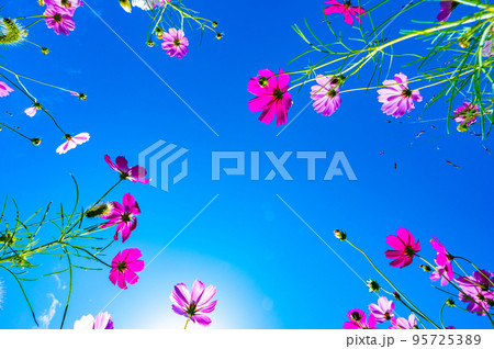 見上げれば青空と秋桜(日本,山口県) 見上げれば青空と秋桜(日本,山口県) 95725389