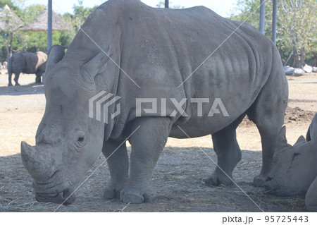 The white rhino is mammal and wildlife in garden 95725443