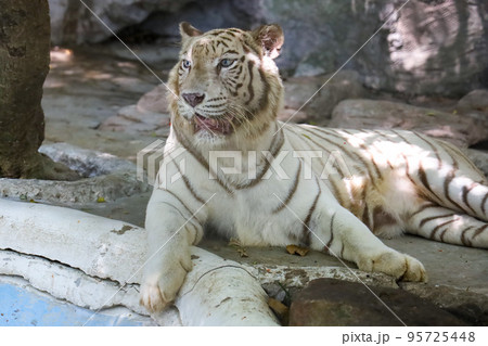 Close up white tiger is sit down and rest on floor 95725448