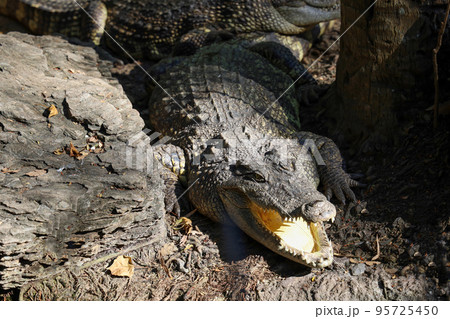 Close up head crocodile is rest in garden Close up head crocodile is rest in garden 95725450