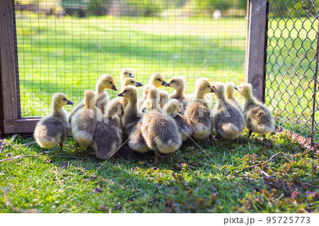 The little geese crowded into the cages. Geese on the street eating grass. Agriculture concept. 95725773