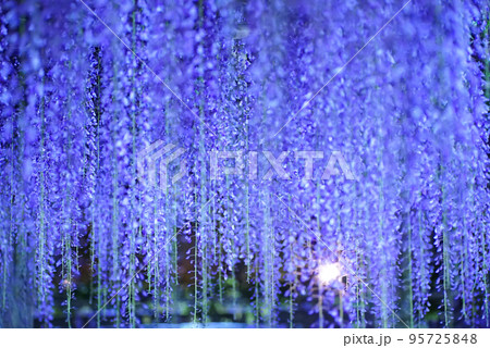 夜のライトアップされた藤の花 夜のライトアップされた藤の花 95725848