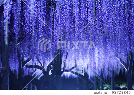 夜のライトアップされた藤の花 95725849
