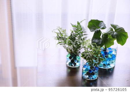 観葉植物 観葉植物 95726105
