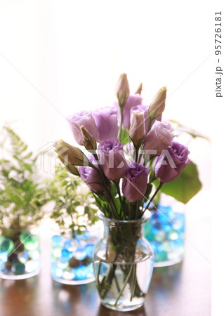 観葉植物 95726181