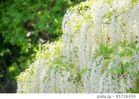 快晴の日の見ごろの白い藤の花 快晴の日の見ごろの白い藤の花 95726350