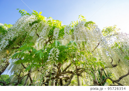 快晴の青空と見ごろの白い藤の花 快晴の青空と見ごろの白い藤の花 95726354