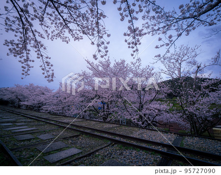 蹴上インクラインの満開の桜 蹴上インクラインの満開の桜 95727090