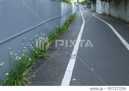 東京のアスファルトの道沿いに咲く白いにらの花・駒込 東京のアスファルトの道沿いに咲く白いにらの花・駒込 95727226