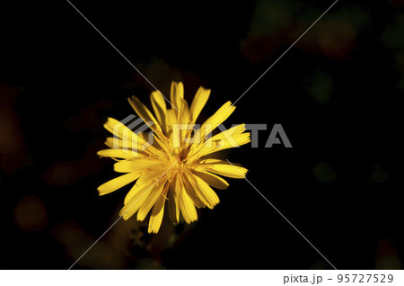 晩秋の野原に咲く舌状花のコウゾリナ 晩秋の野原に咲く舌状花のコウゾリナ 95727529