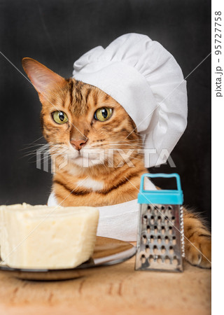 Bengal cat cook with a grater and cheese 95727758