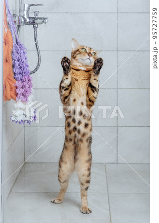 Bengal cat in the shower. Washing pets. 95727759