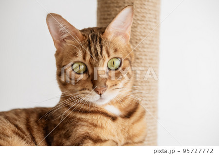 Cute bengal cat and tree in the room. 95727772