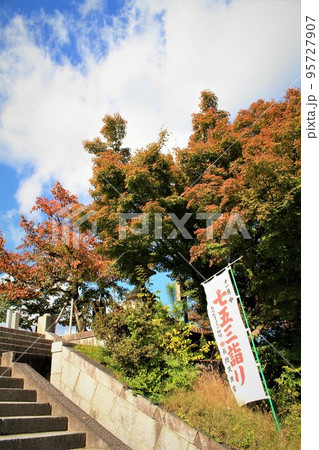 長岡天満宮紅葉 長岡天満宮紅葉 95727907