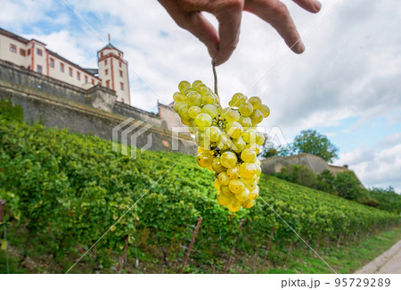 Vineyards on the slopes of Wurzburg and a footpath next to the Marienberg Fortress on the hill - September in Bavaria 95729289