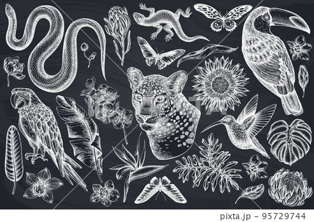 Tropical animals hand drawn vector illustrations collection. Chalk leopard, snake, lizard, hummingbird, toucan, scarlet macaw, rajah brooke's birdwing, african giant swallowtail, monstera, banana palm 95729744