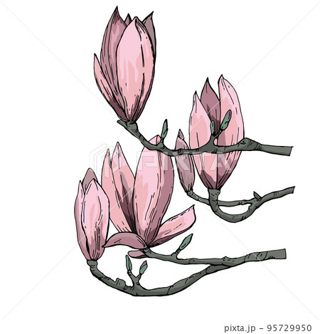 vector drawing pink magnolia flowers without background vector drawing pink magnolia flowers without background 95729950