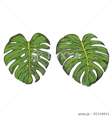 vector drawing set of green leaves of tropical monstera plant vector drawing set of green leaves of tropical monstera plant 95729951