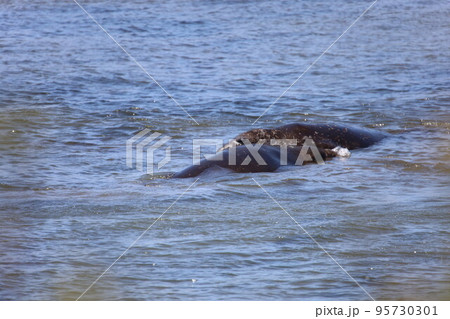 Elephant Seals at Ano Nuevo California 95730301