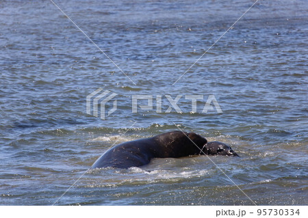 Elephant Seals at Ano Nuevo California 95730334