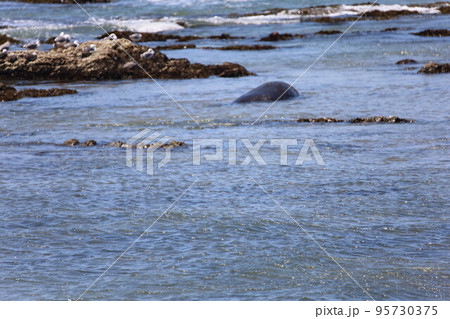 Elephant Seals at Ano Nuevo California 95730375